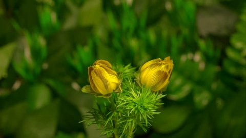 Timelapse flowers Pheasant's eye (Adonis vernalis) blooming flourishing on natural background