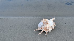 beautiful extraordinary seashell at calm sea beach at sutset. closeup with water line dividing frame into half