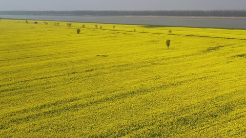 aerial view of video of rapeseed flower field by the yangtze river, pengze county, jiangxi province,China