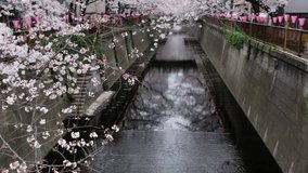 Sakura cherry blossom tree at Meguro River, Tokyo, Japan. Tilt up footage.
