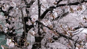 Sakura cherry blossom tree at Meguro River, Tokyo, Japan. Tilt down footage.