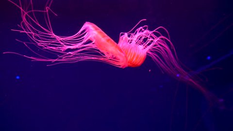 4K. a group of fluorescent jellyfish swimming in an aquarium pool. transparent jellyfish underwater shots with a glowing jellyfish moving in the water. marine life wallpaper background.