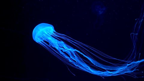 4K. a group of fluorescent jellyfish swimming in an aquarium pool. transparent jellyfish underwater shots with a glowing jellyfish moving in the water. marine life wallpaper background.
