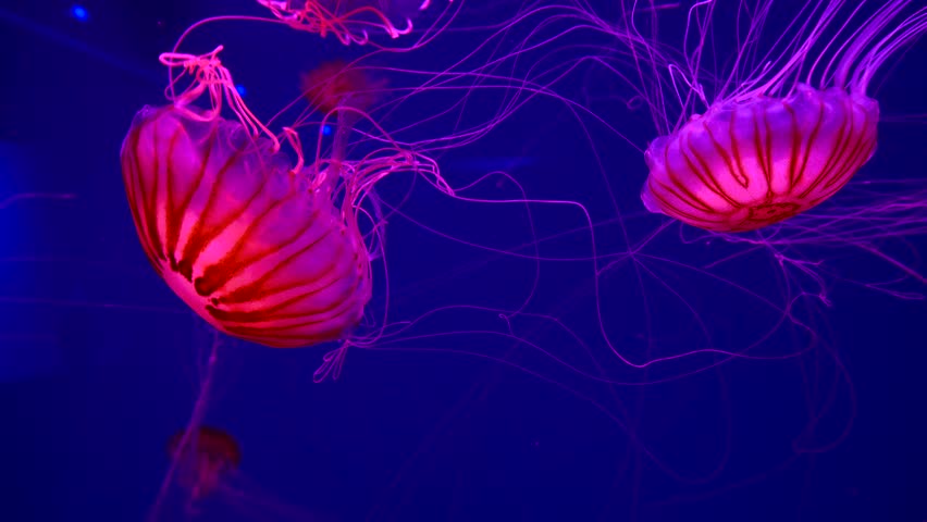 4K. a group of fluorescent jellyfish swimming in an aquarium pool. transparent jellyfish underwater shots with a glowing jellyfish moving in the water. marine life wallpaper background. | Shutterstock HD Video #1026636806