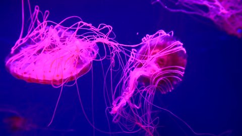 4k A Group Of Fluorescent の動画素材 ロイヤリティフリー Shutterstock