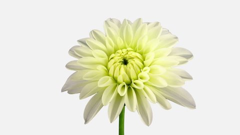 Time-lapse of blooming white dahlia flower 1a2w isolated on white background

