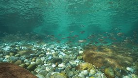Mediterranean sea, school of fish salema porgy below water surface with pebbles and rocks on a shallow seabed, Spain, Costa Brava, Catalonia