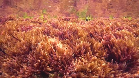 Harpoon weed red algae Asparagopsis armata underwater in the Mediterranean sea, France