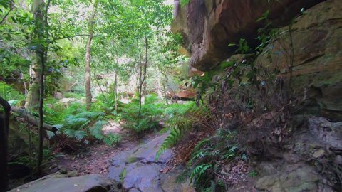Walking along a high rock in a wet rainforest towards a waterfall grown with ferns.