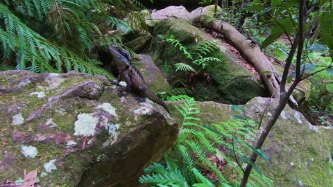 A big lizard closeup in a rainforest on a rock covered with moss, ferns and fallen tree trunks in a background.