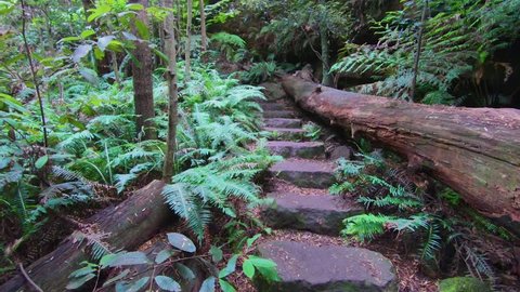 Walking along a stone foot path framed with ferns and fallen tree trunks through a jungle towards a dark cave entrance.