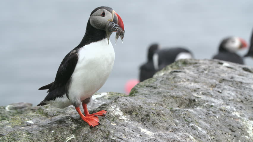 Puffin with fish closeup