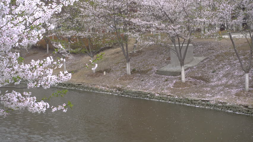 Cherry trees by the river, cherry blossoms petals fall into the river