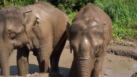 Two big  elephants bathing in mud. 
