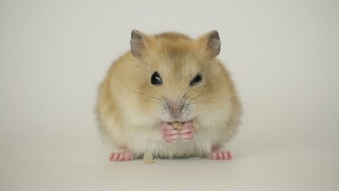Funny hamster eat, slow motion