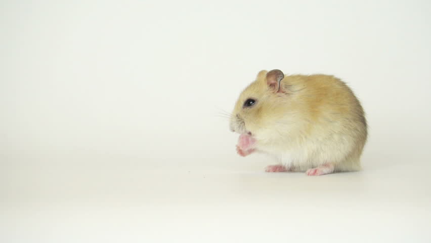 dwarf hamster mealworms