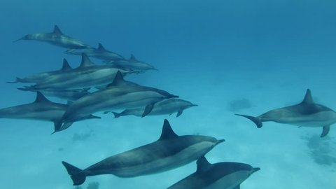 Close-up,a pod of dolphins swim in the blue water. Spinner dolphins (Stenella longirostris), Underwater shot, follow shot. Red Sea, Sataya Reef  Marsa Alam, Egypt, Africa