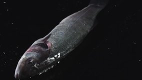 Raw fish is on a black background. The whole fish lying on a black table. Cooking fish food video seafood close up slow motion food stylish 