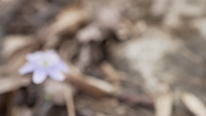 Delicate flower in focus with dead leaves