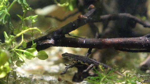 Common newt or smooth newt, Lissotriton vulgaris, male freshwater amphibian in breeding water form rest on a twig, biotope aquarium, closeup nature video