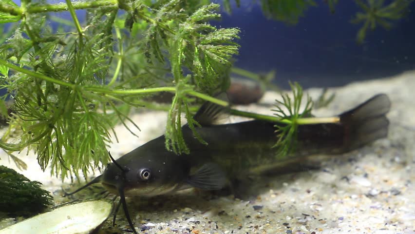 Channel catfish, Ictalurus punctatus, dangerous invasive freshwater predator in European biotope fish aquarium on sand bottom, underwater footage