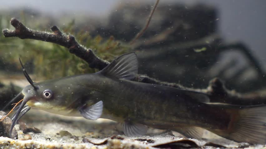 Channel catfish, Ictalurus punctatus, dangerous invasive freshwater predator in European biotope fish aquarium on sand bottom, biotic video footage