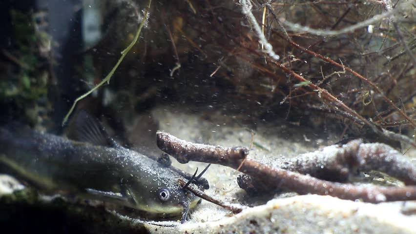 Channel catfish, Ictalurus punctatus, dangerous invasive freshwater predator in European biotope fish aquarium on sand bottom, biotic video footage