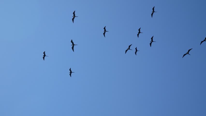 A flock of wild frigatebirds flying overhead outside of Fort Jefferson in Dry Tortugas National Park (Florida).