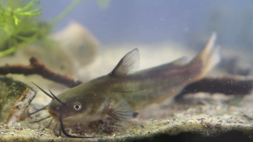 Channel catfish, Ictalurus punctatus, dangerous invasive freshwater predator in European biotope fish aquarium on sand bottom, biotic video footage