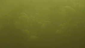 Fog lifts revealing the bioluminescent fungus, Panellus Stipticus in the forest twilight. - Powered by Shutterstock - Get 15% off with code: PIKWIZARD15