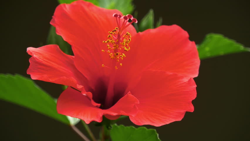 Orange Poppy Flower Blooming, Timelapse Stock Footage Video (100 