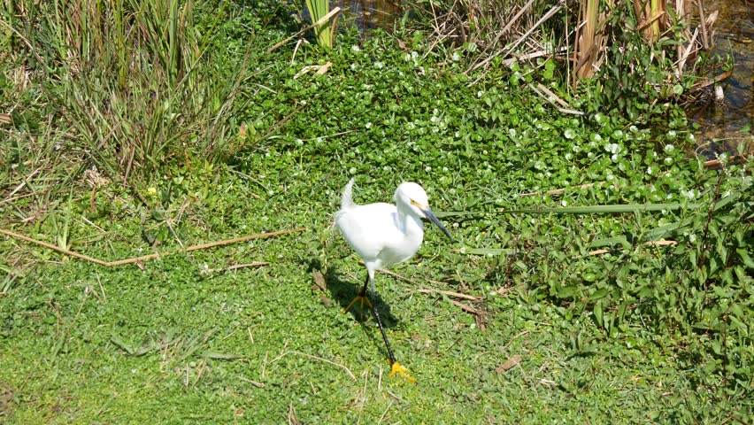 A snowy egret walking on grass along the Shark Valley Trail in Everglades National Park (Florida).