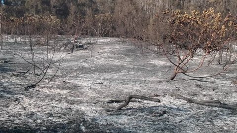 Aftermath of a bushfire close to a major city