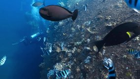 Scuba diving on the wreck, huge amount of swimming fish. Scuba divers, bubbles and school of fish. Old wreck with corals. Marine wildlife, underwater video. Aquatic life footage.