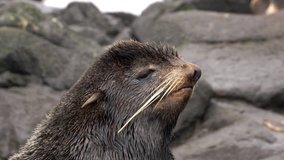 Video with sound animal roar of fur seal animal on stones rocks. Bellow of seal in wild nature with background noise.
