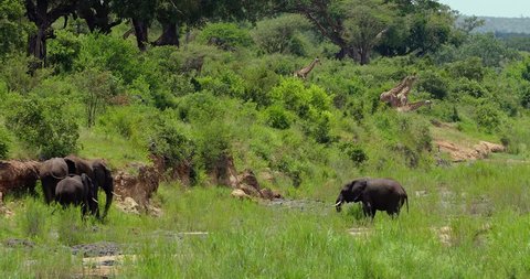 herd of elephant in the savannah, park kruger south africa