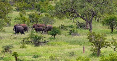 herd of elephant in the savannah, park kruger south africa
