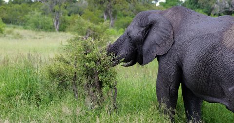young elephant in the savannah, park kruger south africa