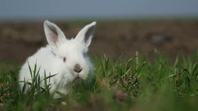Cute wwhite rabbit in green grass garden, 4k video