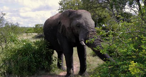 elephants in the savannah, park kruger south africa