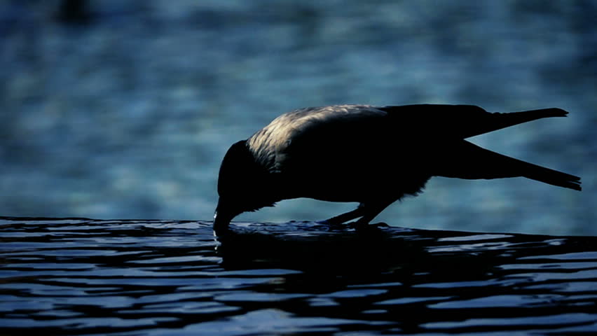 Black crow drinkin water in the nature  slow motion close up evening