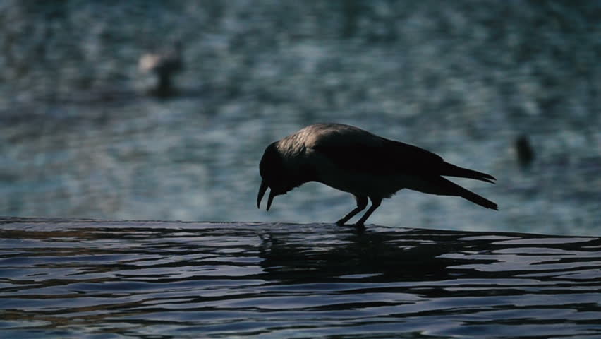 Black crow drinkin water in the nature  slow motion close up evening
