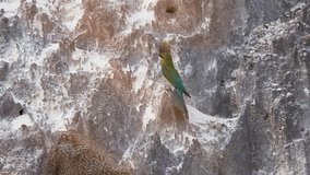 Blue tail bee eater birds male feeding bee  to female in front of their hole nest limestone cliff in breeding season,4K video.
Lover birds behavior and habitat. 