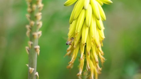close up slow motion for bee flying around aloe vera flower to collect nectar, yellow flower