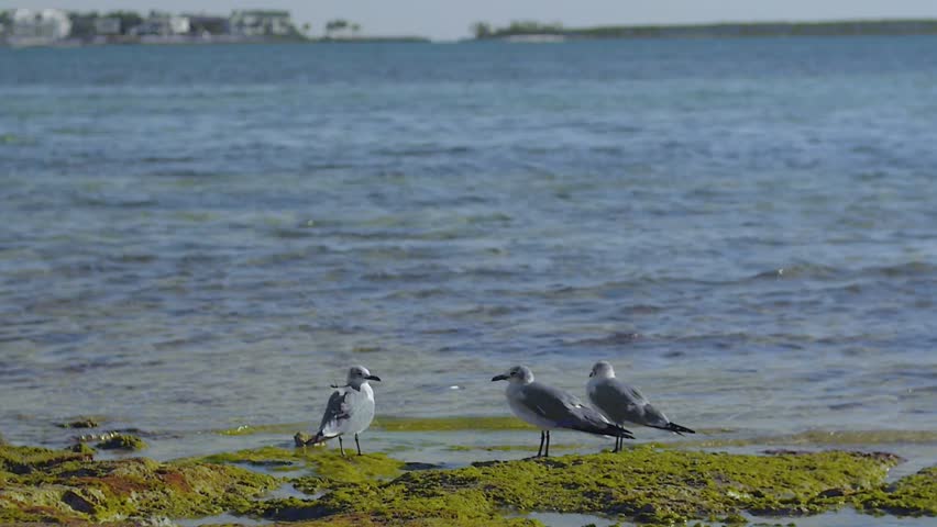 Seagulls standing on mossy rocks in the morning, in the Bahamas