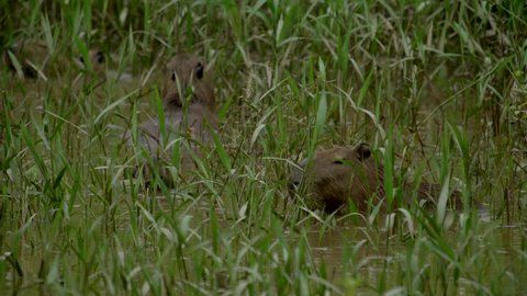 Capybara Eating In The Peruvian Stock Footage Video 100 Royalty Free 1026697844 Shutterstock