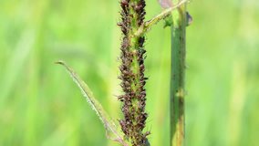The colony of aphids on the stem of a plant close up.