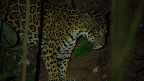 Wild jaguar in the Peruvian rainforest, Tambopata National Reserve