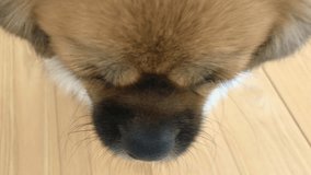 Furry funny dog looking from side to side and yawn - close up of Tibetan Spaniel 