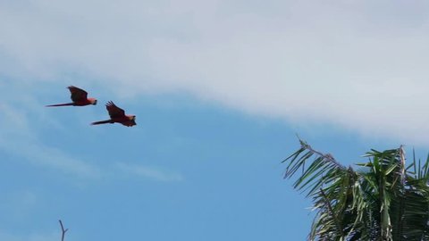 Scarlet macaws flying